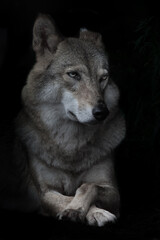 Portrait of condescending interrogative female she-wolf on black background, isolated,