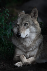 Portrait of a beautiful female wolf in a half turn large, looks skeptically appraising - 453237246