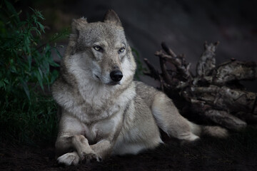 The calm confidence of a she-wolf sitting regally on the ground in the dark against the background