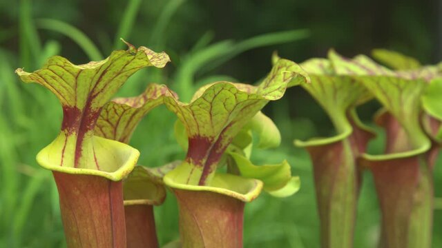 CLOSE UP, DOF: Detailed view of multiple Sarracenia flava flowers blossoming in an idyllic botanical garden. Colorful yellow pitcherplants flourish in the spring weather of North Carolina, USA.