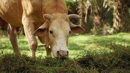 Thai bull is eating fresh grass, Brown ox in the country of southern Thailand, Feeding livestock