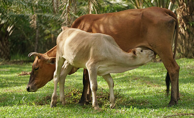 Naklejka na ściany i meble Calf drinking milk from mother cow's udder in farmland, Livestock in the countryside of Thailand