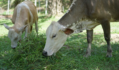 Thai caws eating fresh grass in farmland, Livestock in the countryside of Thailand