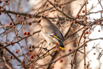 Bohemian waxwing, Latin name Bombycilla garrulus, sitting on the branch in autumn or winter day. The waxwing, a beautiful tufted bird, sits on a branch without leaves.