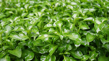 Green watercress wet leaves after watering, Fresh organic plant vegetables
