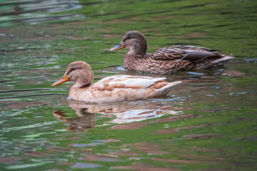 Yellow colored Mallard female Duck swims in the pond. Animal polymorphism