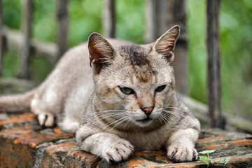 Fototapeta premium Cat sleeping positions. Felis catus is a domestic species of small carnivorous mammal.