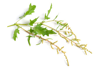 Atriplex tatarica is a species of plant belonging to the family Amaranthaceae.