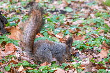 Squirrel in autumn hides nuts on the green grass with fallen yellow leaves