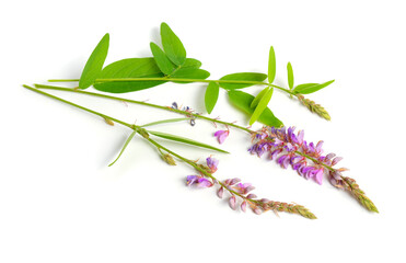 Desmodium canadense. Its common names include showy tick-trefoil, Canadian tick-trefoil, and Canada...