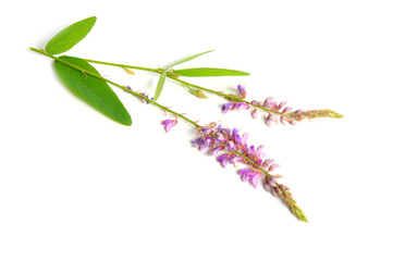 Fototapeta premium Desmodium canadense. Its common names include showy tick-trefoil, Canadian tick-trefoil, and Canada tickclover.