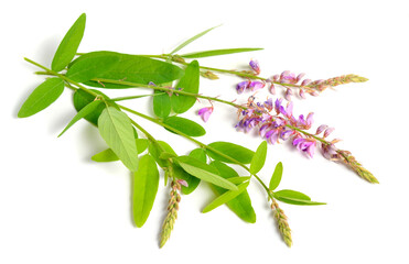Desmodium canadense. Its common names include showy tick-trefoil, Canadian tick-trefoil, and Canada...