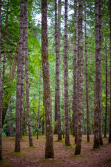 Fototapeta premium trees in the woods