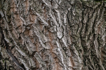 Fototapeta premium Texture of the bark of old maple tree. Cracked bark, embossed texture of the maple
