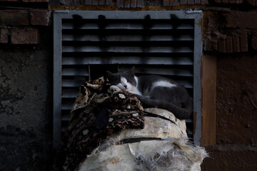 cat on the wall