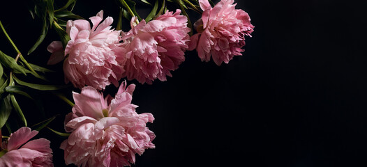 panoramic floral banner. bouquet of pink peonies on a black background with place for text. minimalistic composition in a dark key. top view, moody floral, copy space - obrazy, fototapety, plakaty