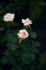 beautiful pale pink flowers of roses surrounded by emerald green foliage on a blurred background. summer garden at dusk, moody floral, selective background
