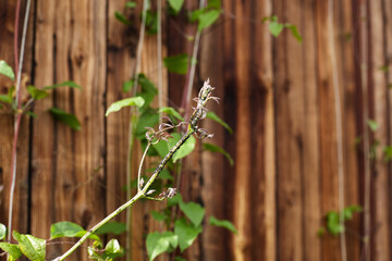 stems of a flower of clematis in aphids against a background of a wooden wall. the problem of pests and parasites for the home garden. floriculture and horticulture. copy space