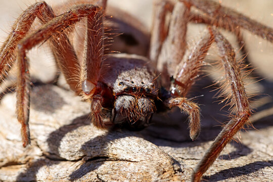 Close up of a Huntsman Spider