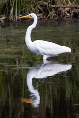 Eastern Great Egret with reflection fishing in lagoon