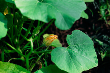 Blooming pumpkin in the garden