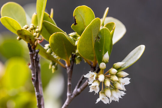 River Mangrove tree with flowers