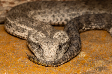 Australian Common Death Adder showing lure at tip of tail