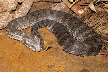 Australian Common Death Adder showing lure at tip of tail