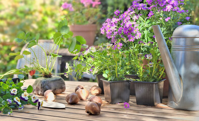 flowers pots and strawberry plant on a garden table in home terrace