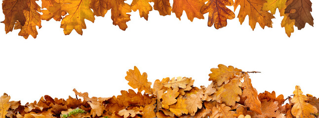 heap of dried oak leaves in autumn   in border down  on white background