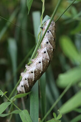  Convolvulus hawk-moth caterpillar with black spots on a plant stem on summer.  Agrius convolvuli