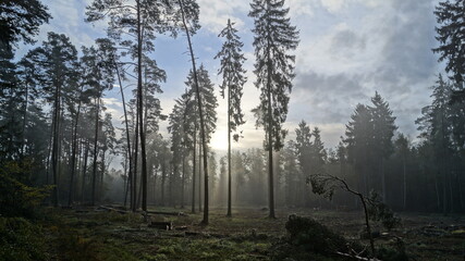 morning in the forest