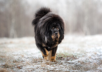 Fototapeta premium Black Tibetan Mastiff in winter
