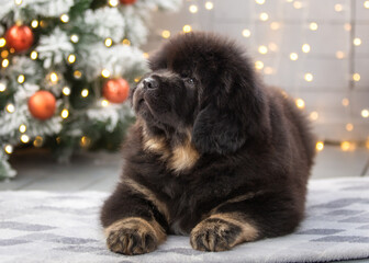 Tibetan Mastiff puppy for the New Year