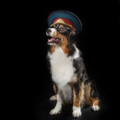 Australian shepherd in a hat on a black background
