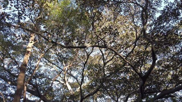 Canopy Of Forest Trees Through Sunshine At Summer. - Low Angle