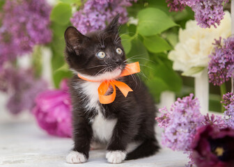 A small black kitten sits in flowers in summer