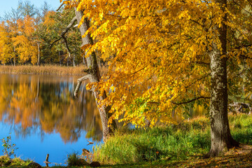 Deciduous trees with autumn colors by a lake