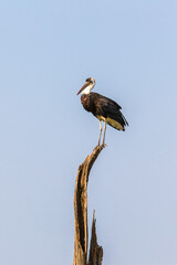 Woolly necked stork on a treetop in africa
