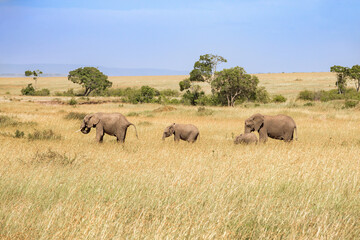 Fototapeta na wymiar Group with Elephants on the grass savanna in Africa