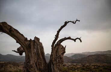 Landscape of Tabernas desert in Almeria, Spain during sunrise