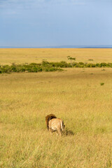 Male Lion walks away on the savanna in Masai Mara national reserve