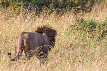 Lion male walking away in the grass on the African savanna