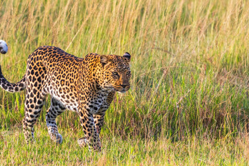 Big beautiful Leopard walking in the grass