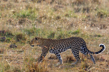 Leopard walking on the grass savanna
