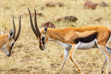 Thomson's gazelle fighting the savannah