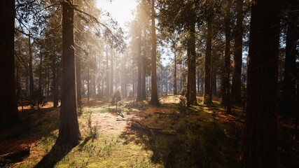Sunshine in the Forest Nature 3D Background