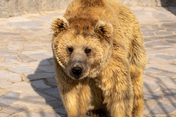 Shiraz, Iran - July 1, 2021:photo of animals in the zoo of Shiraz city
