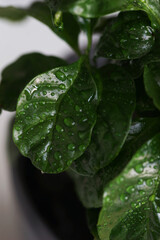 Close-up coffee leaves with water drops