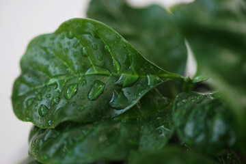 Close-up coffee leaves with water drops